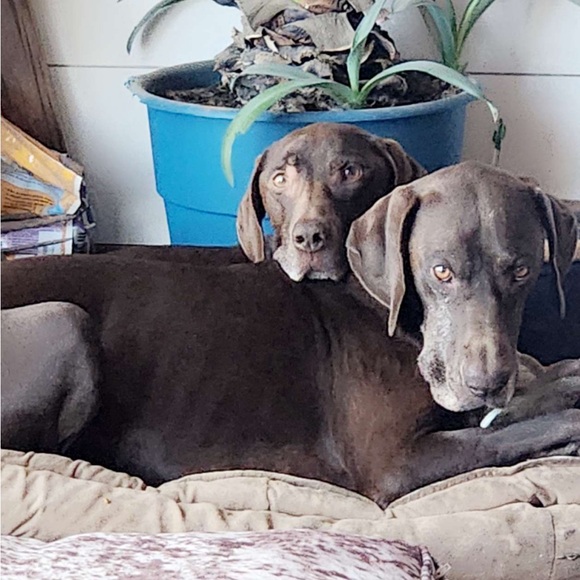 Meet your Posher, Geneva - Picture 2 of 10